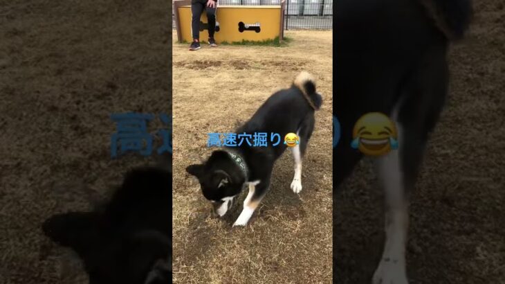 高速穴掘り#柴犬 #黒柴