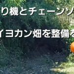 草刈り機とチェーンソーで暗いイヨカン畑を整備をする🍊🍊