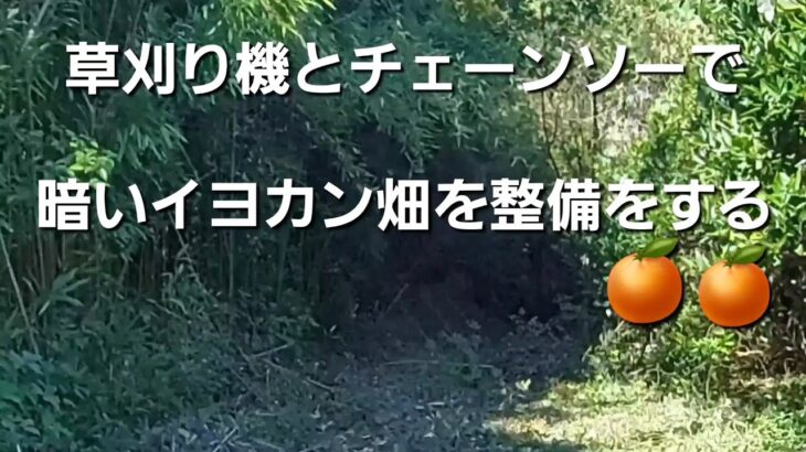 草刈り機とチェーンソーで暗いイヨカン畑を整備をする🍊🍊