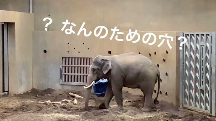 象🐘サッポロ円山動物園にて。象の鼻シャワー、穴掘り、餌食べ
