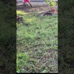 vlogモーニングルーティン朝露の中の草刈りしながら耕運機で耕してみる#耕運機