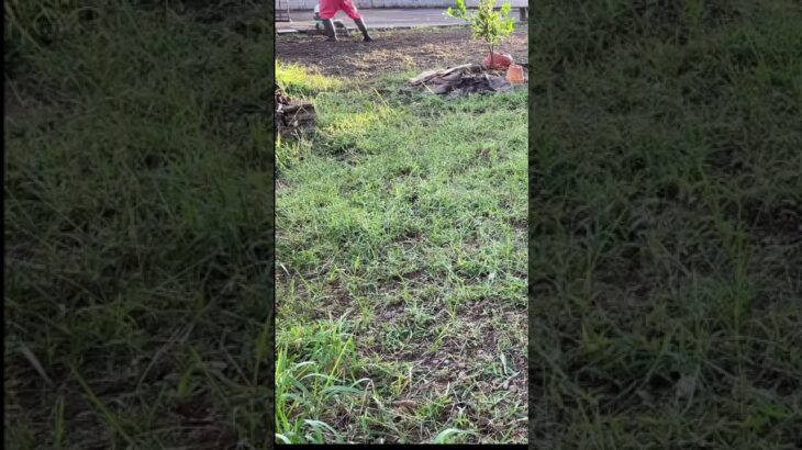 vlogモーニングルーティン朝露の中の草刈りしながら耕運機で耕してみる#耕運機