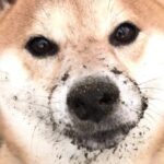 柴犬 vs ハスキー　穴掘り祭り　ShibaInu vs Siberian husky, dig in the ground