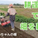 20『新！耕運機で畑を耕す』の巻…ミニ白菜の苗植え