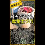 【腐葉土】穴を掘るだけで簡単に作れます！【有機農家直伝！無農薬で育てる家庭菜園】　22/11/24　#shorts