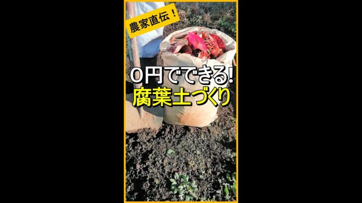 【腐葉土】穴を掘るだけで簡単に作れます！【有機農家直伝！無農薬で育てる家庭菜園】　22/11/24　#shorts