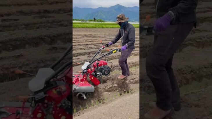 Amazing Onion Cultivator #satisfying #short