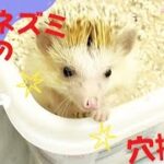 ハリネズミ 穴掘り YouTube初期版投稿