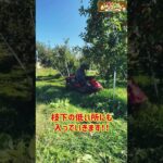 【超スッキリ】乗用草刈り機でりんご畑の草刈りをします！！ #草刈り #atex #田舎暮らし