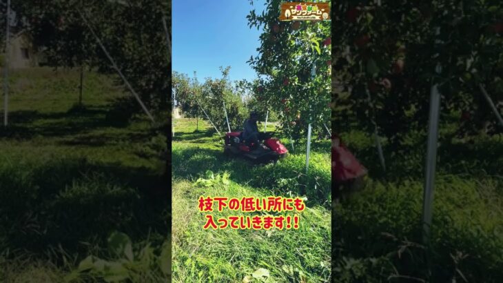 【超スッキリ】乗用草刈り機でりんご畑の草刈りをします！！ #草刈り #atex #田舎暮らし