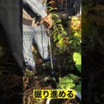 穴掘り機でユリの球根植付け　カサブランカ　#shorts