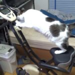 飼主が乗ってたエアロバイクに空かさず乗り込む猫