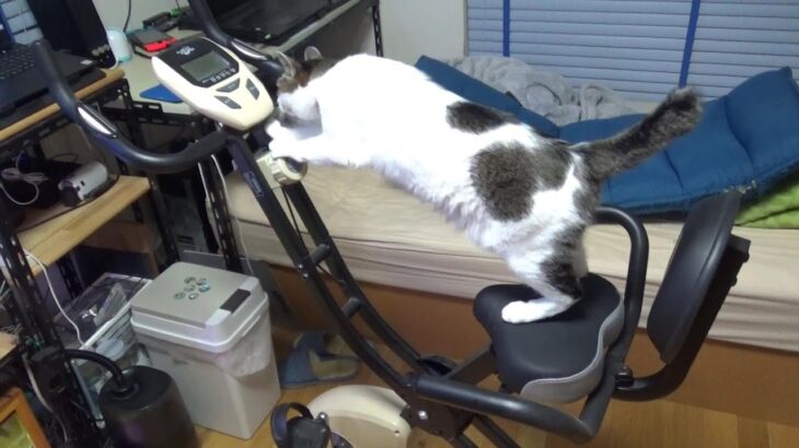 飼主が乗ってたエアロバイクに空かさず乗り込む猫