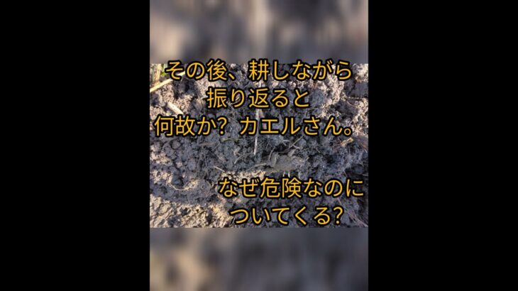 #010 #久々の畑仕事 #耕運機 #冬眠中のカエルさん #ほらほら #漁港直送 #天然鮮魚 #創作魚料理 #創作さかな丼 #京都駅 #ご予約は0753716791#魚好き #魚の美味しい食べ方