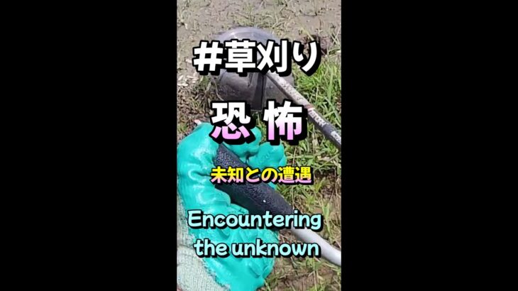 ＃Shorts #マムシ #刈払機 Encountering the unknown