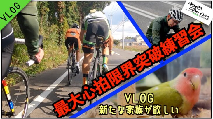 ロードバイクトレ動画【アタックだらけの練習会!! & Vlogインコほちぃ】