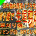 草刈り機で生垣剪定