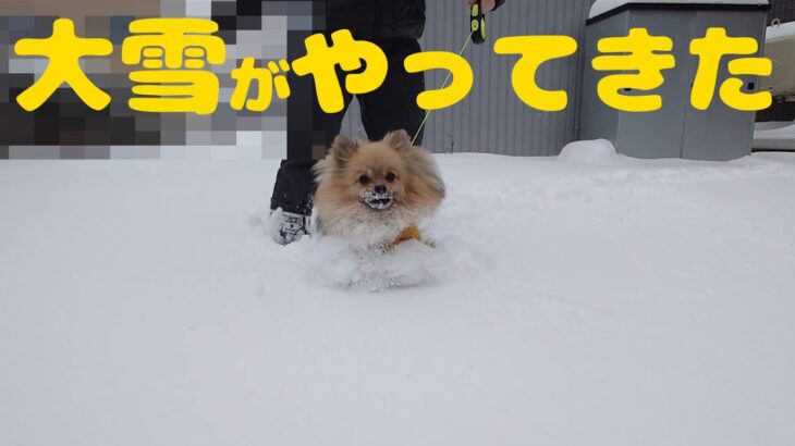 大雪！そして除雪機故障！！ワンコは大喜び！！！