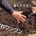 おじいちゃんの畑で大興奮!!　耕運機かのように穴掘りする柴犬