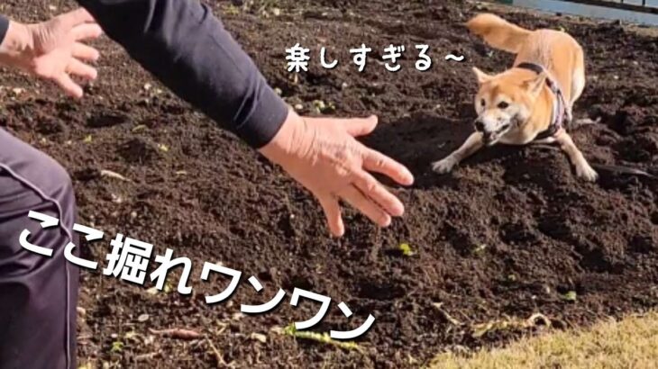 おじいちゃんの畑で大興奮!!　耕運機かのように穴掘りする柴犬