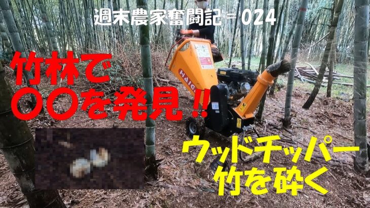 【週末農家奮闘記 024】竹林で〇〇を発見‼育ててみようかな？今回もウッドチッパーで竹を粉砕します。竹林のお片付けシーズン2　パート②