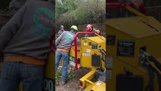 Chipping Trees With A Vermeer BC 700 XL #arborist #treework #shorts #like #subscribe