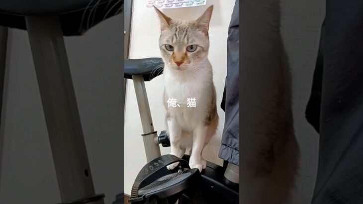 エアロバイクに乗ってみたい猫 #cat #猫 #ねこ #ネコ