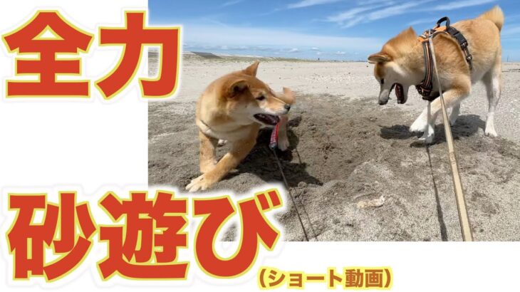 【兄弟柴犬の全力穴掘り！】どこまで掘るの〜#shorts