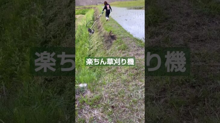 草刈り機のペット飼ってます。📷動画提供📷農女あやかさん。#shorts #agriculture #農業 #農機具 #草刈り機