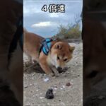 柴犬のいつもより気合いの入った穴掘り