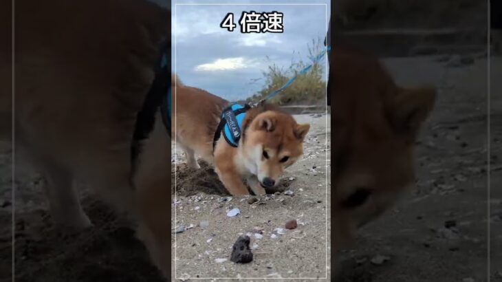 柴犬のいつもより気合いの入った穴掘り