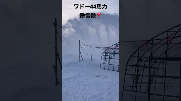 【ワドー除雪機】#北海道#ハウス除雪#美瑛#ワドー除雪機