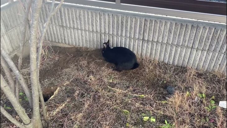 ぴょんちゃんのうさんぽ②穴掘り🎶