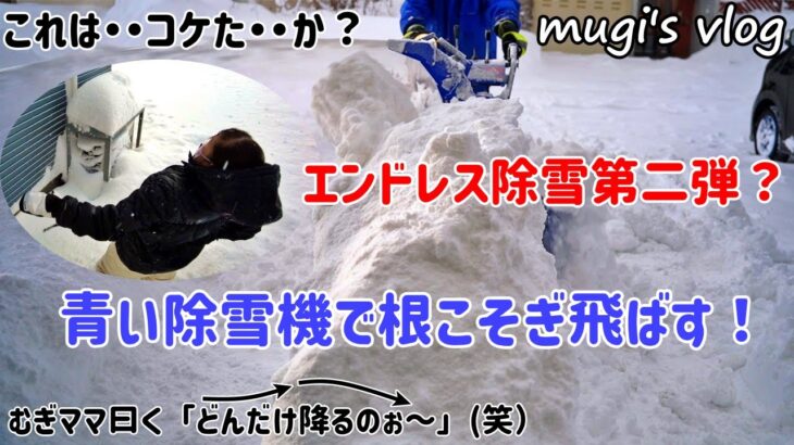 エンドレス除雪第二弾？青い除雪機限界稼働で根こそぎ飛ばす！むぎママこれはコケた・・か？(笑）