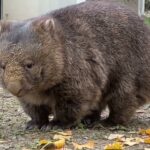 【wombat】ウォンバットのフクちゃん 穴掘りの後お顔が土だらけ(五月山動物園)