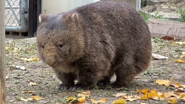 【wombat】ウォンバットのフクちゃん 穴掘りの後お顔が土だらけ(五月山動物園)