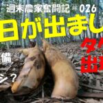 【週末農家奮闘記 026】タケノコ　今シーズン初収穫　カブトムシ？の養殖始めました（笑）竹林のお片付けシーズン2　パート④