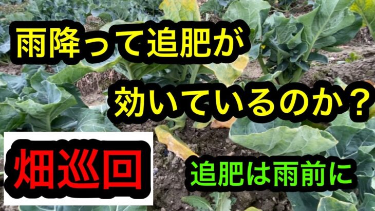 『畑巡回』雨上がりは生育が進んでませんか？2023年2月16日