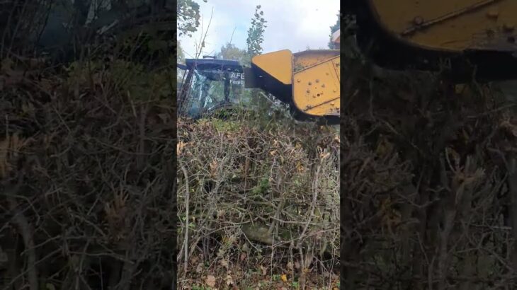 TRACTOR HEDGE CUTTING #shorts #youtubeshorts #satisfying #asmr #shortvideo #tractor #sigma #short