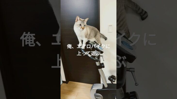 エアロバイクに上る猫 #cat #猫 #ねこ #ネコ