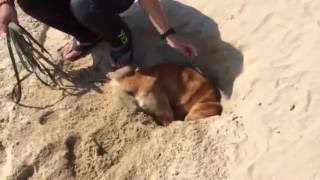 砂浜で穴掘り⁉
