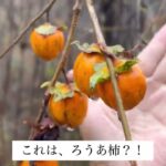 ハンマーナイフわ草刈り機での草刈りなど