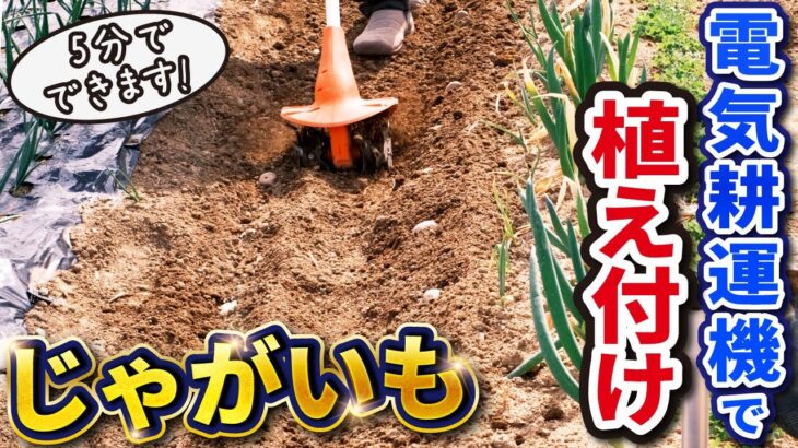 【第12回】じゃがいも植え付け！電気耕運機でラクで手が汚れない！