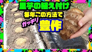 【里芋栽培】種芋の植え方はこの方法で毎年豊作