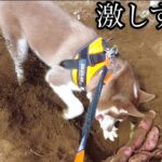 【穴掘り】大型犬と芋掘りしたら激しすぎた…【シベリアンハスキー/ボルゾイ/ボーダーコリー】