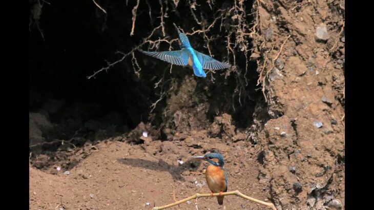 カワセミの巣穴掘り