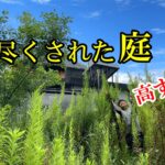 最終兵器を使う時がきた。。。【草刈り】