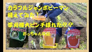 【庭菜園】　073　草刈り機の故障とジャンボピーマン定植　おっちゃん日記