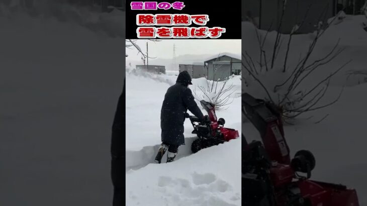 雪国の冬の除雪作業：家庭用の除雪機を使って雪を飛ばす！ショート動画