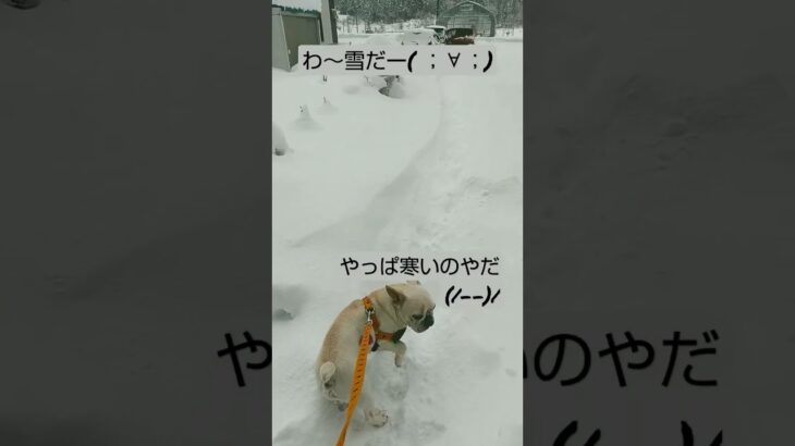 お父ちゃんの除雪機出勤！激励に行く千代丸。寒さのため断念！